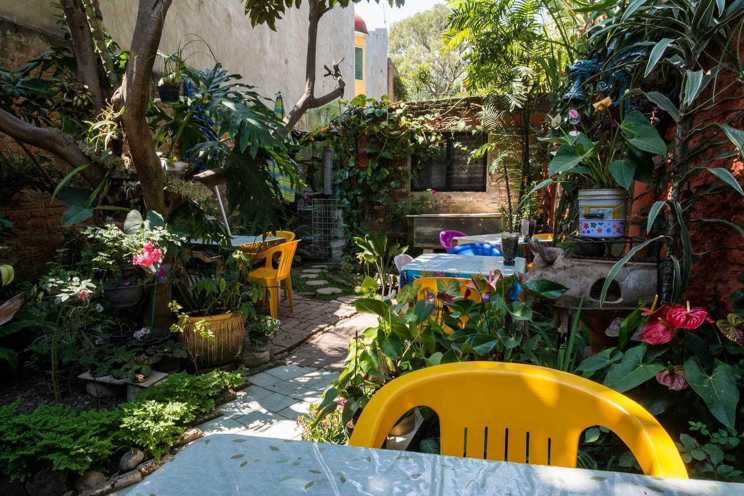 The back garden is quiet and filled with dozens of plants.