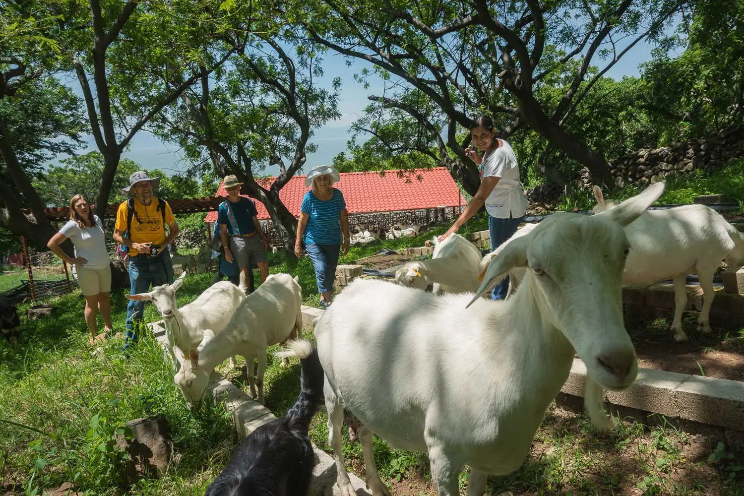 Goat Farm Tour in Mezcala
