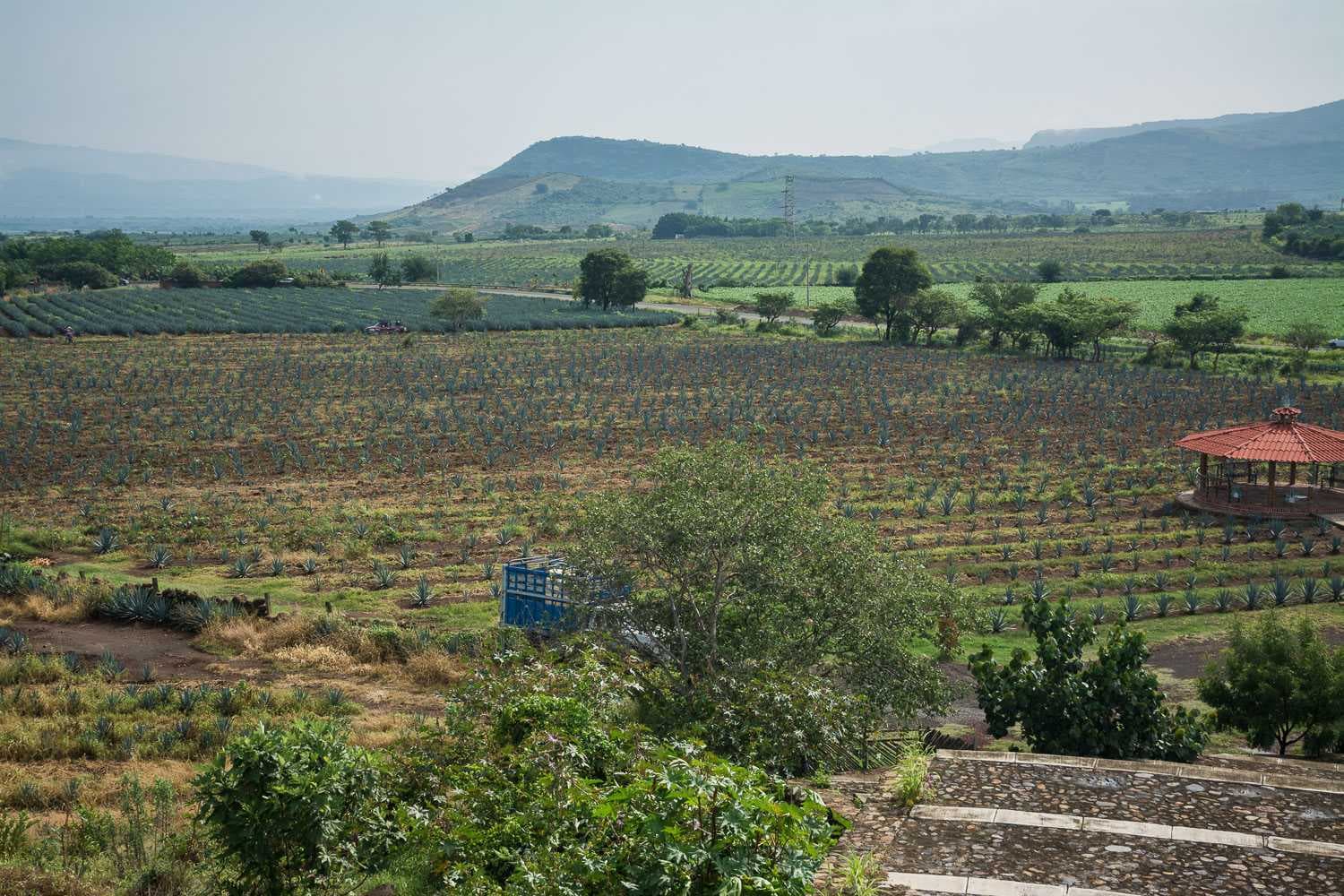 Excursión de un Día a Tequila