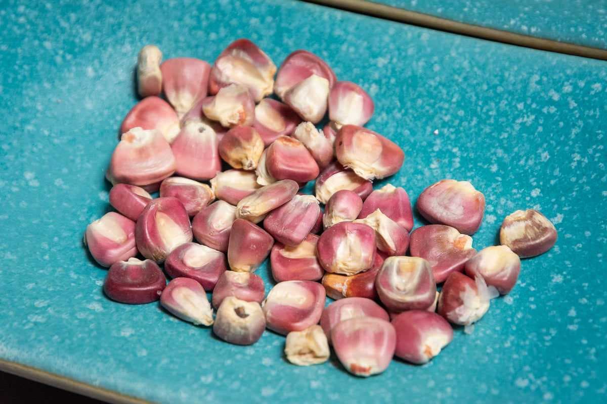 Purple corn used to make pozole before it's gone through the nixtamalización process.